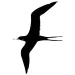 Frigate bird vector illustration